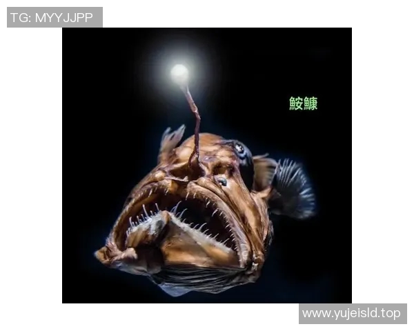 菲鱼的奇幻旅程:探索海洋深处的秘密与美丽 菲鱼的奇幻旅程:探索海洋深处的秘密与美丽